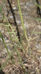 Lactuca tenerrima