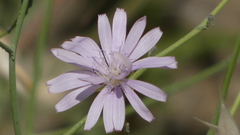 Lactuca tenerrima