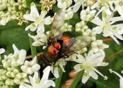 Lucilia