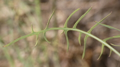 Lactuca tenerrima