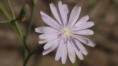 Lactuca tenerrima