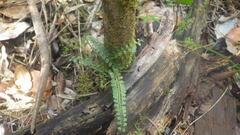 Asplenium sandersonii