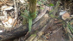 Asplenium sandersonii