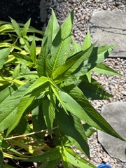 Persicaria longiseta