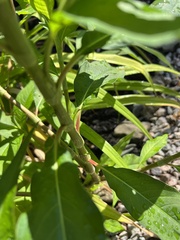 Persicaria longiseta
