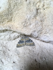 Entephria cyanata