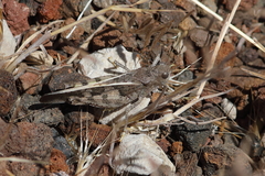 Cratypedes neglectus