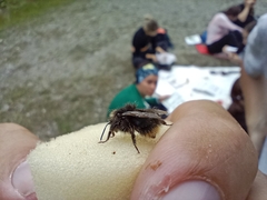 Bombus soroeensis