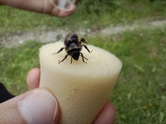 Bombus soroeensis