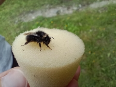 Bombus soroeensis