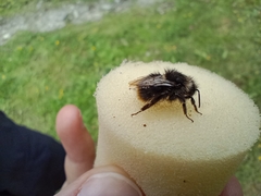 Bombus soroeensis