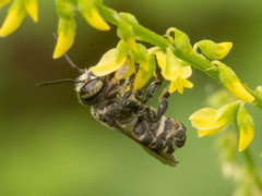 Megachile spissula