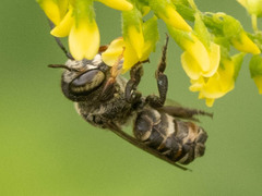 Megachile spissula