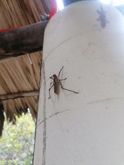 Ancistrocercus circumdatus