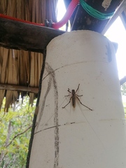 Ancistrocercus circumdatus