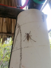 Ancistrocercus circumdatus