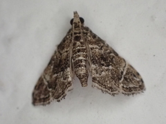 Microphysetica hermeasalis