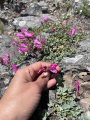 Penstemon rupicola