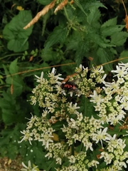 Lucilia