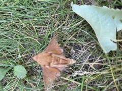 Gastropacha quercifolia