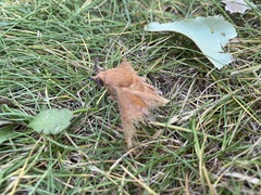 Gastropacha quercifolia