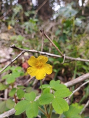 Oxalis spiralis