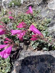 Penstemon rupicola