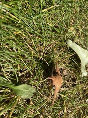 Gastropacha quercifolia