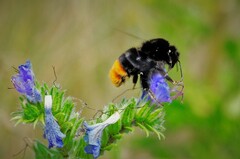 Bombus lapidarius