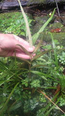 Asplenium poolii image