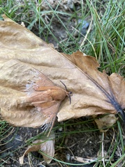 Gastropacha quercifolia