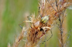Cheiracanthium