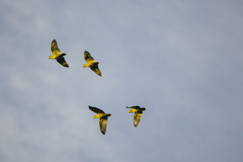 Scaly-naped Amazon (Amazona mercenarius), photo 5
