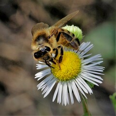 Apis mellifera