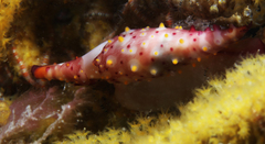 Phenacovolva nectarea