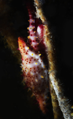 Phenacovolva nectarea