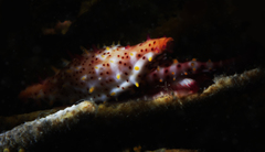 Phenacovolva nectarea