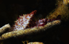 Phenacovolva nectarea