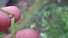 Asplenium poolii image