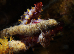 Phenacovolva nectarea