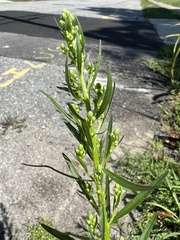 Solidago