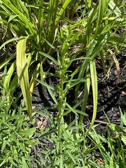 Solidago