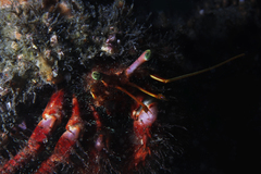 Dardanus crassimanus