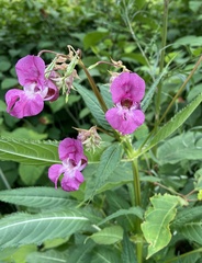 Impatiens glandulifera