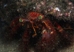 Dardanus crassimanus