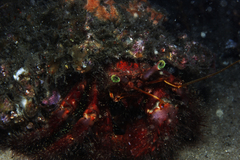 Dardanus crassimanus