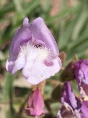 Penstemon lyallii