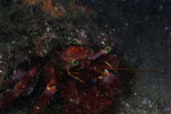 Dardanus crassimanus