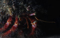 Dardanus crassimanus