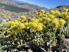 Eriogonum rosense